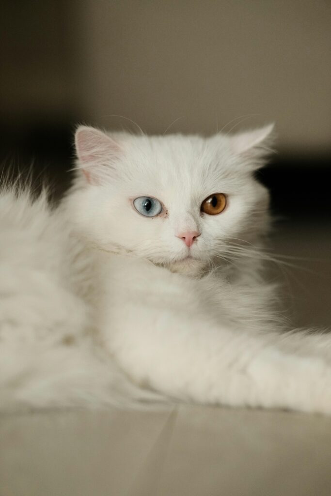 Whatuppets White cat with colored eyes Whatuppets